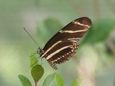 [This butterfly perched on a leaf has dark brown wings with thin white stripes. Its body is a continuation of the brown and white color from the wings except for a portion at the tail end which is brown and yellow. There are also a few orange-red spots at the base of the wings near the body. It appears to have large blue eyes. A long thin dark antenna is visible extending from the head.]